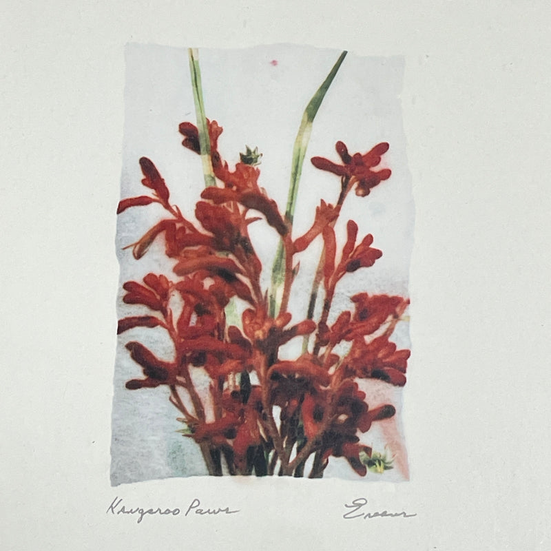 Ken Evans Kangaroo Paws Red Flowers Floral 13.5"x16.5" Framed Print