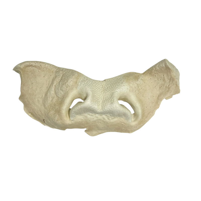 Natural Dog Chew Treat Puffed Beef Cow Snout