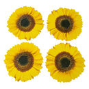 (4) Pimpernel Table Mates 4 Durable & Dishwasher Proof Sunflower 12.5" Placemats